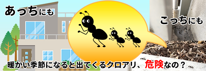 黒アリの大量発生や家屋への被害について