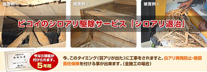 ピコイのシロアリ駆除サービス「シロアリ退治」