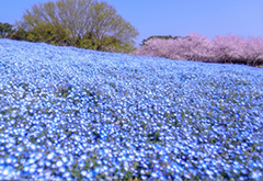 ひたちなか市