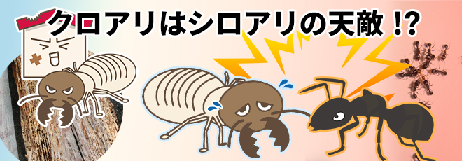 黒アリはシロアリの天敵？