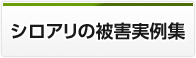 シロアリの被害実例集