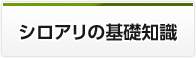 シロアリの基礎知識