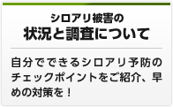 シロアリ被害の状況と調査について