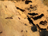 シロアリの巣の特徴と見つけ方